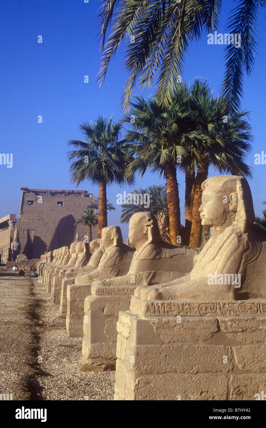 Sphinx's line the road leading to the Temple of Luxor, a large ancient Egyptian temple complex on east bank of the River Nile Stock Photo