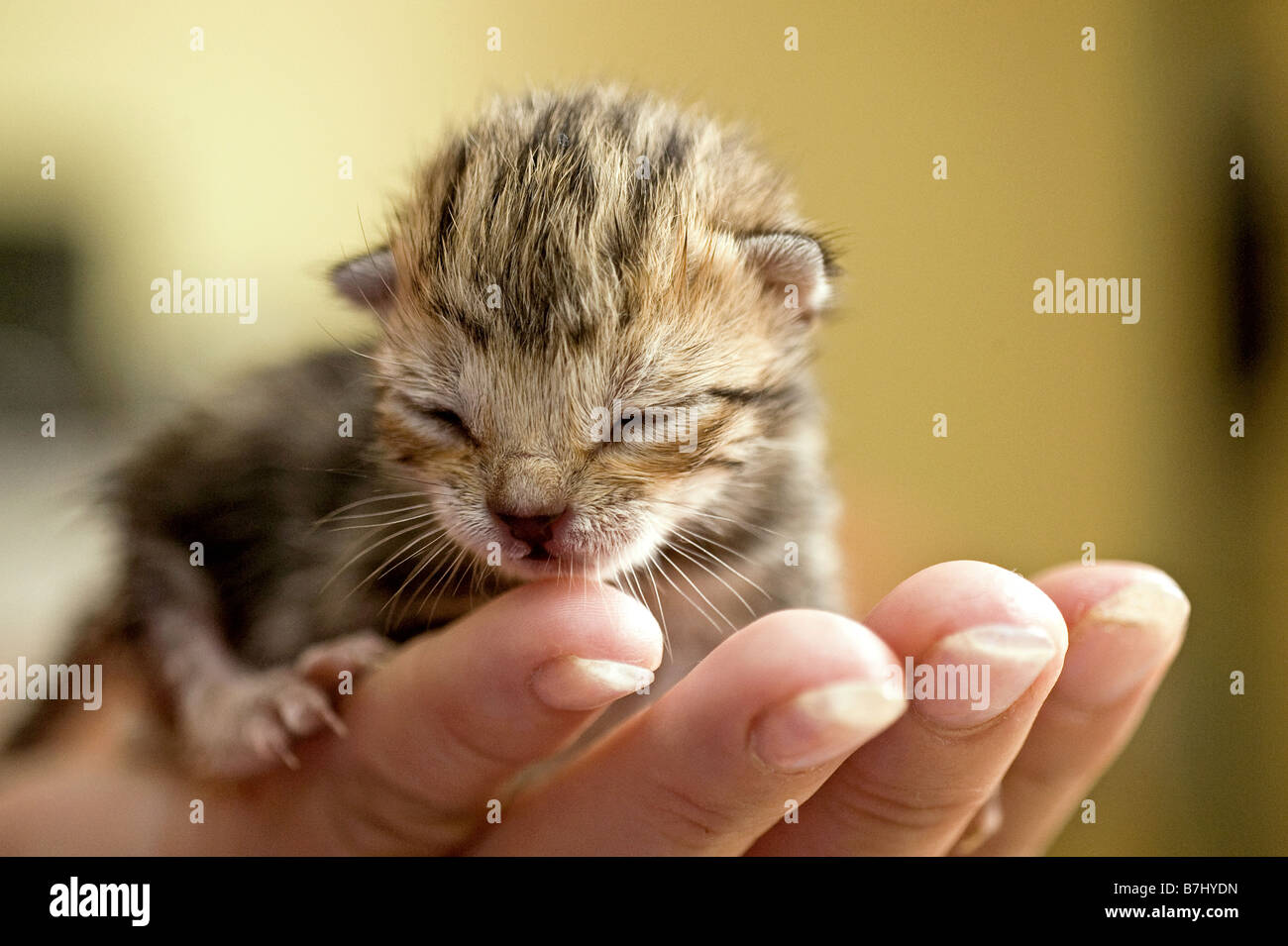 domestic cat - kitten (five days) on hand Stock Photo