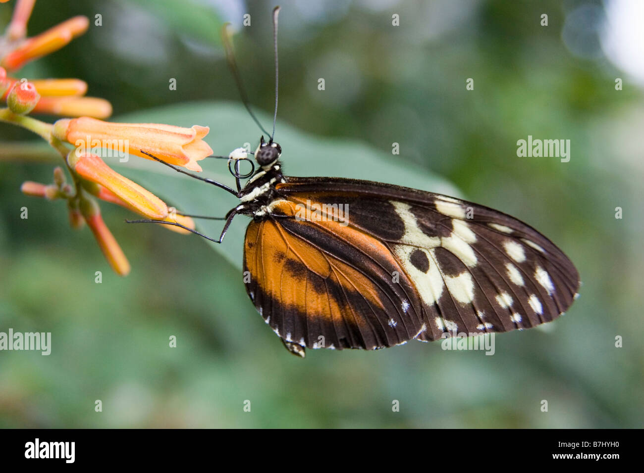 Isabella butterfly (Eueides isabella) feeding on a flower, Niagara