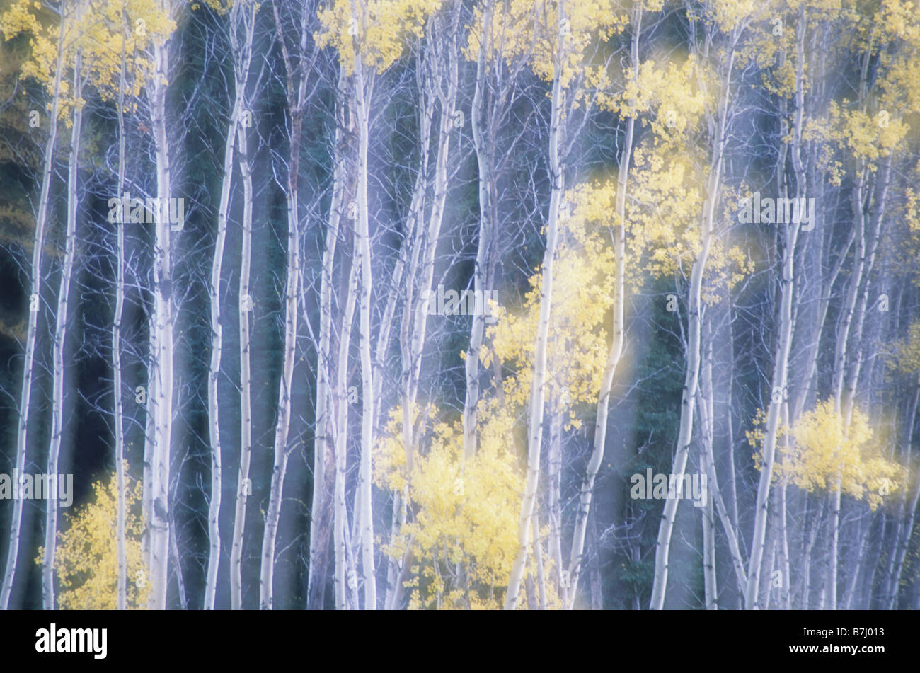 Poplar Trees in Autumn, Grey Creek Pass, East Kootenays, British Columbia, Canada Stock Photo