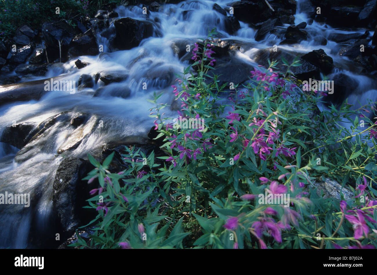 Fireweed blowing in the wind next to alpine stream, Bugaboos, East Kootenays, B.C. Stock Photo