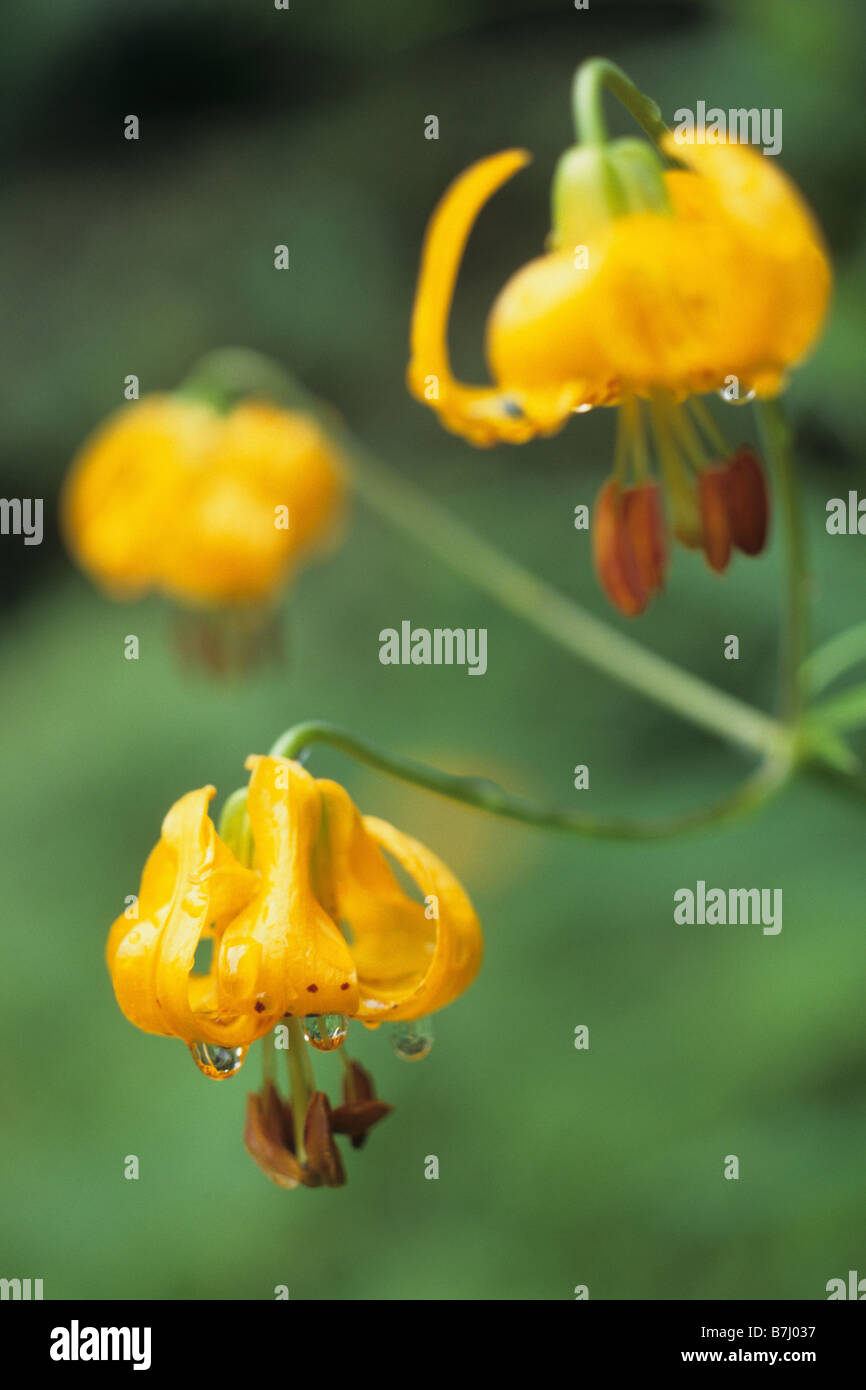 Three tiger lilies with drips of water, Port Renfrew, Vancouver Island