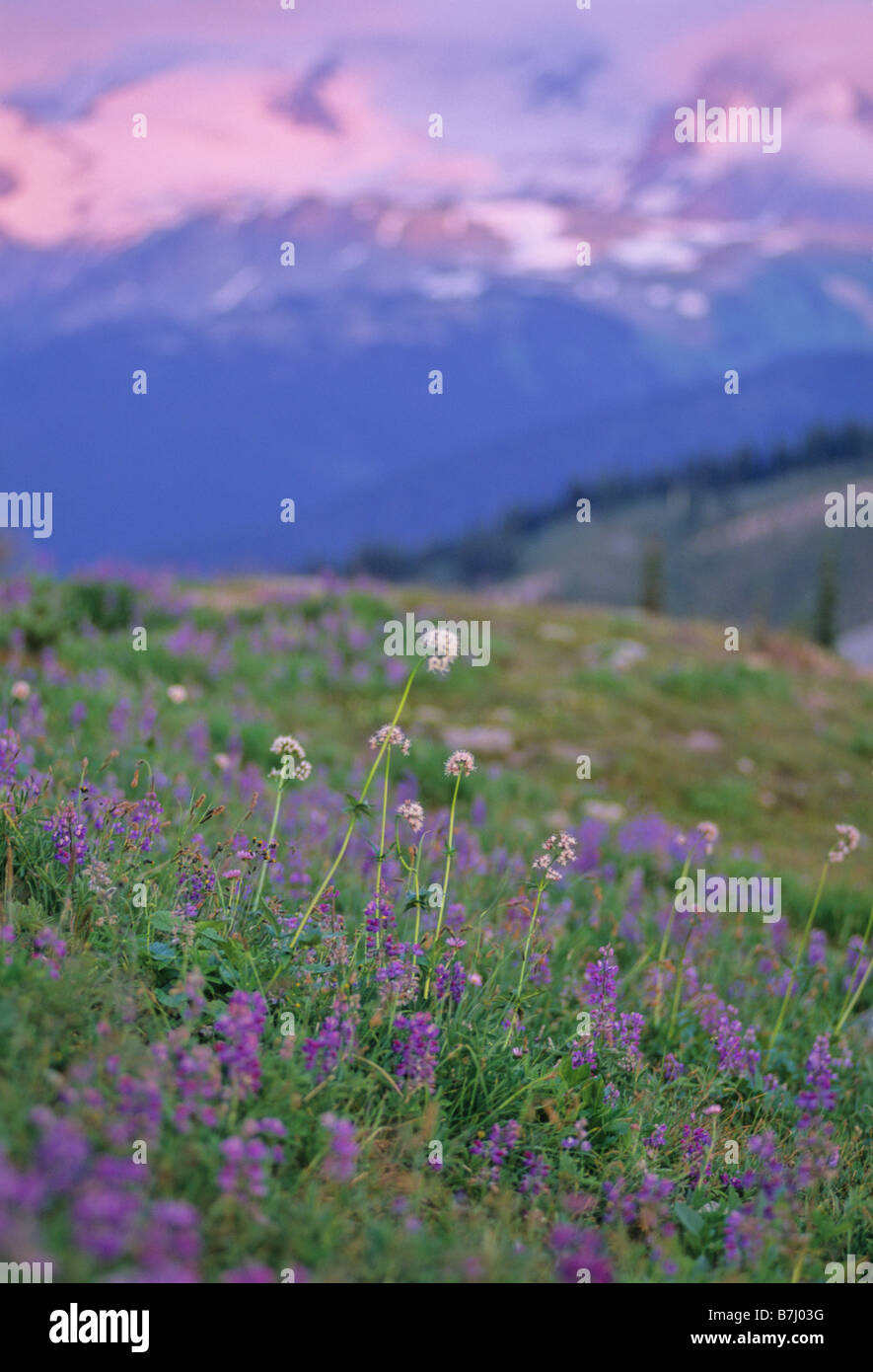 Mountain wildflower meadow with lupin and yarrow and sunset, Whistler Mountain, Whistler, B.C. Stock Photo