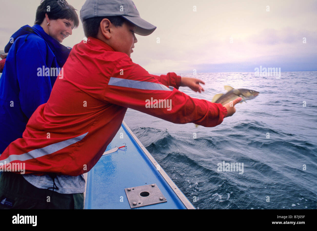 Boy, 12, throws Cod fish back to ocean, PEI Stock Photo Alamy