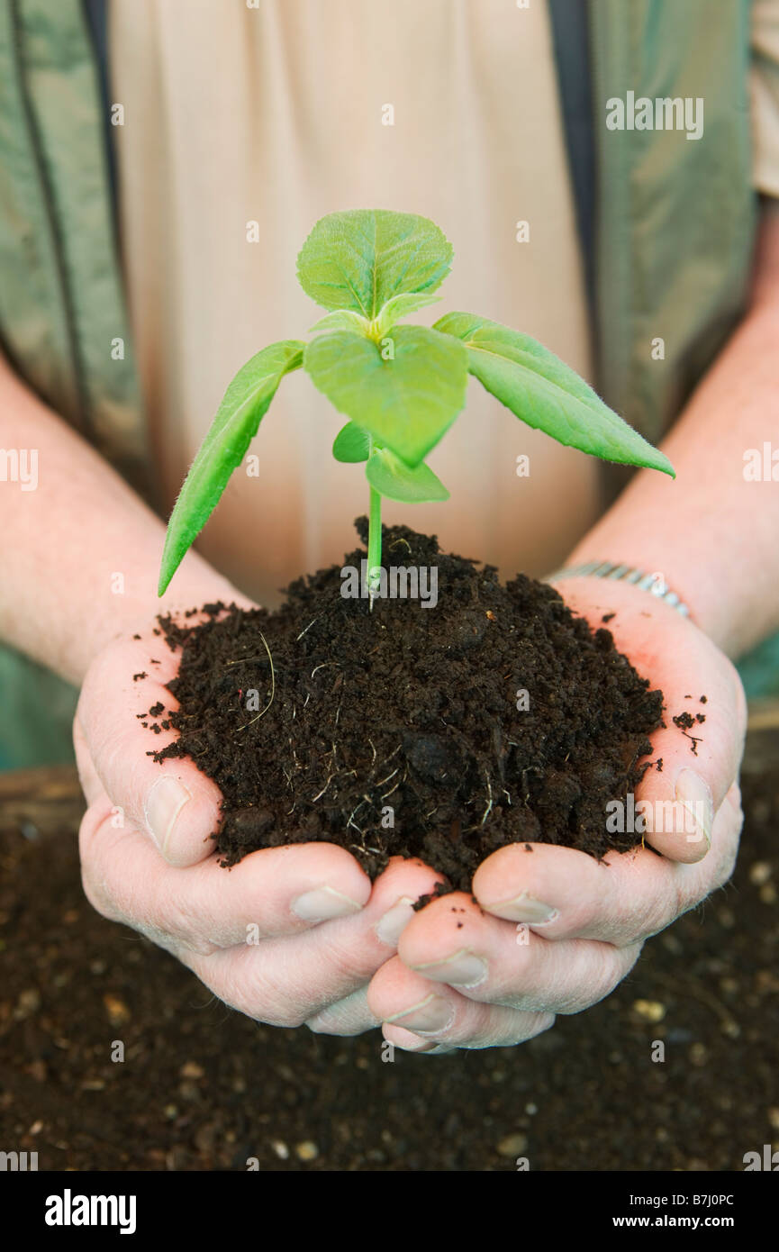 Senior man holding a young plant, Vancouver, B.C. Stock Photo