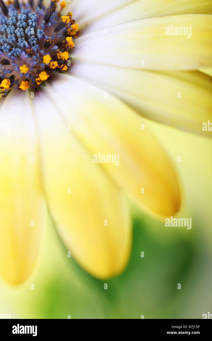 beautiful daisy Stock Photo