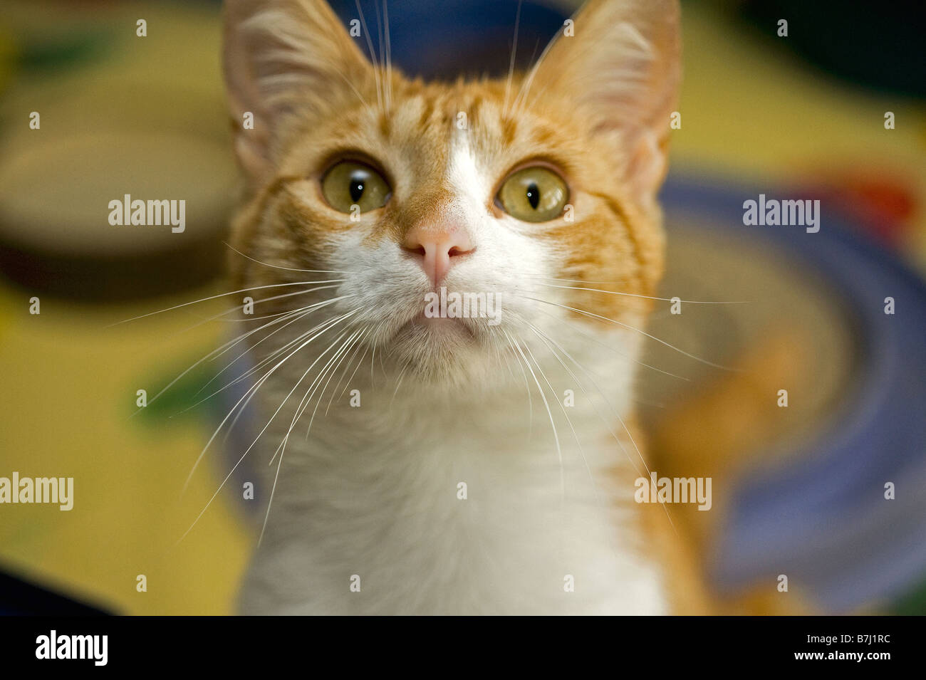 red tabby cat - kitten - portrait Stock Photo