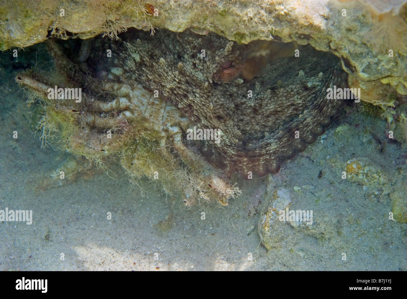 octopus vulgaris eating a crab in nest,Halkidiki Greece Stock Photo Alamy