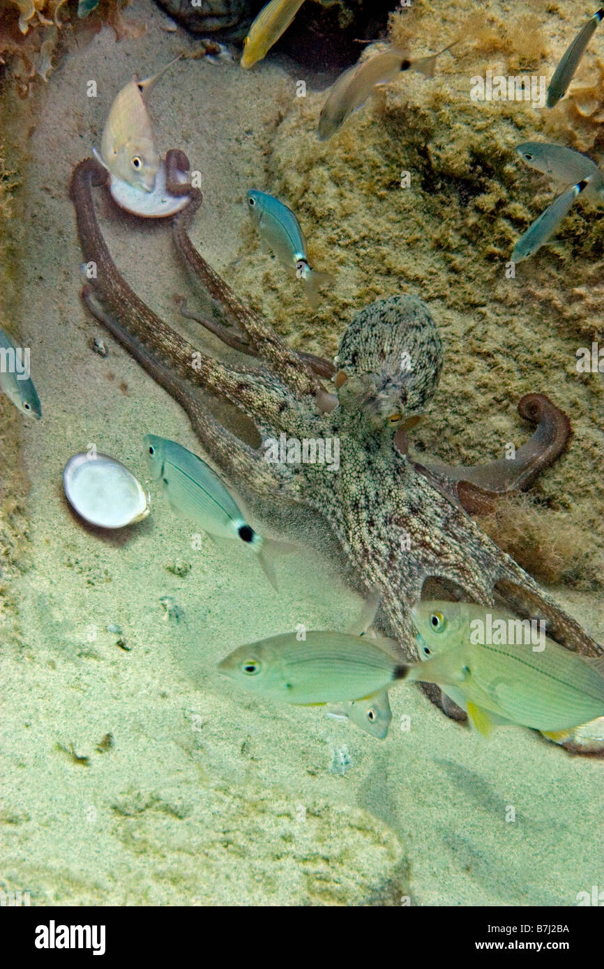 Octopus vulgaris ocean hi-res stock photography and images - Alamy