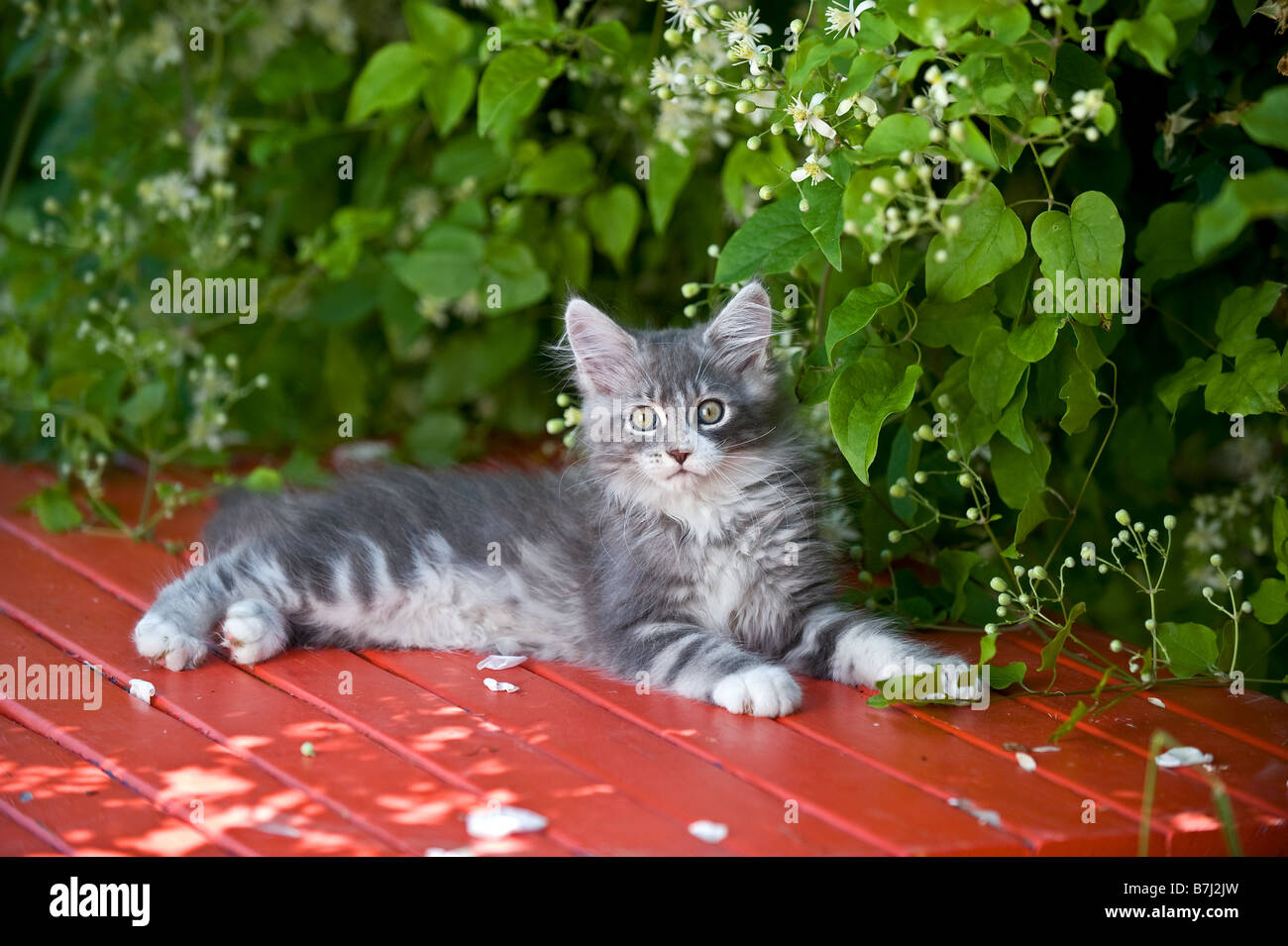 Maine Coon cat - kitten on table Stock Photo