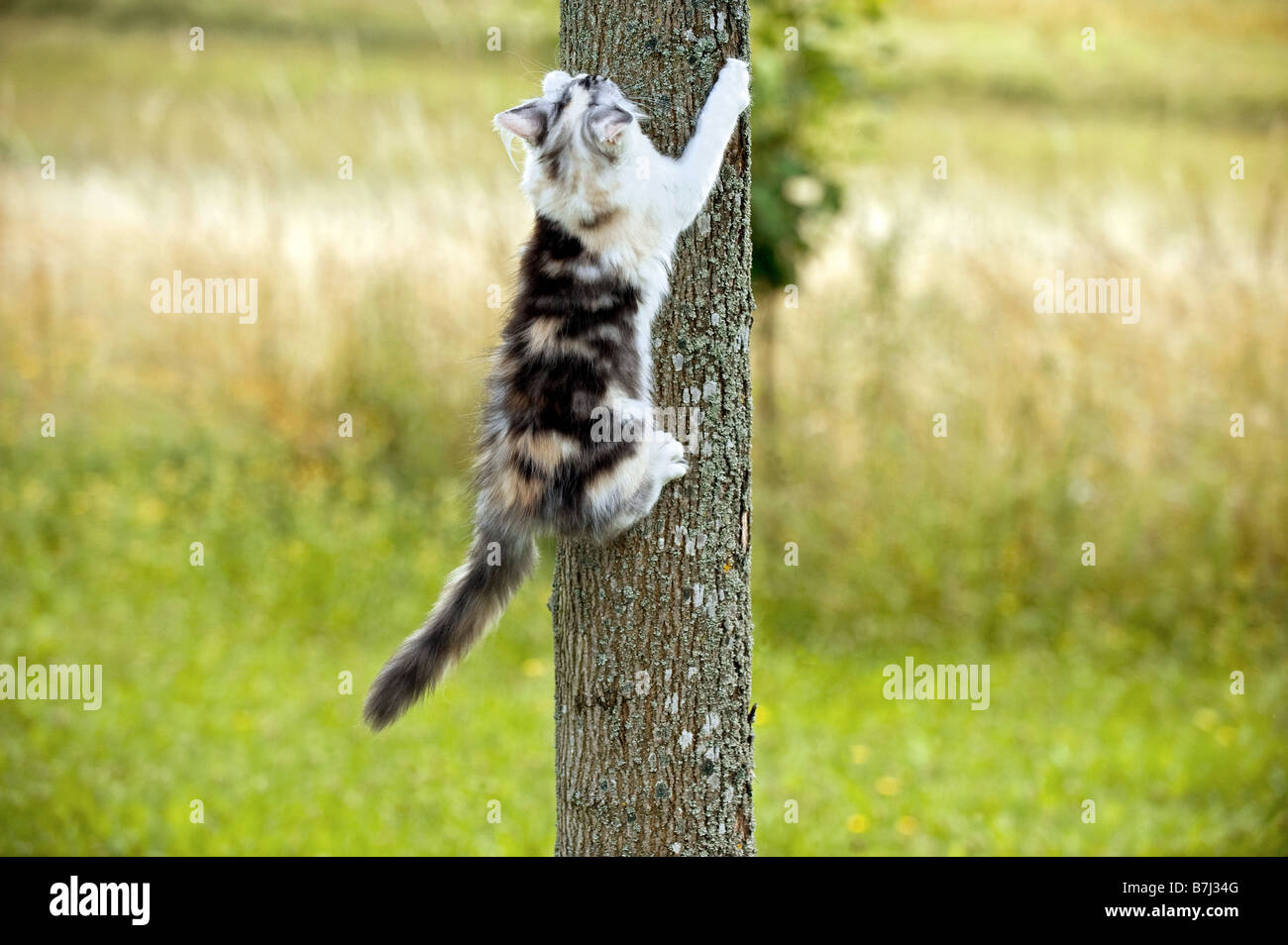 Maine Coon cat kitten climbing on tree Stock Photo Alamy