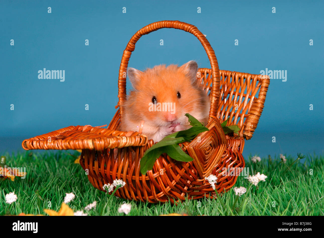 wie alt wird ein teddyhamster