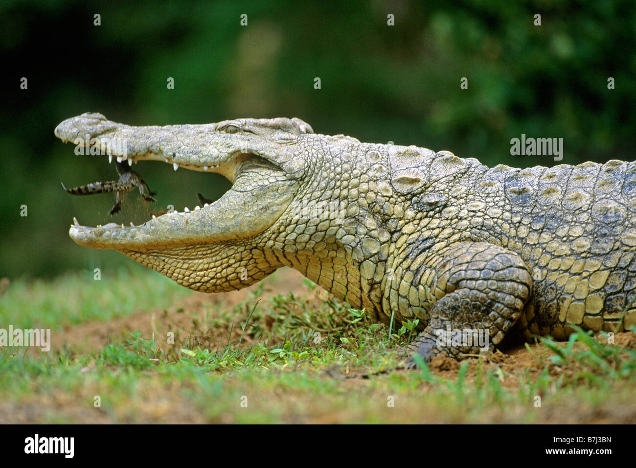 Nile Crocodile (Crocodylus niloticus). Female throwing young into its mouth in order to carry it to the water Stock Photo