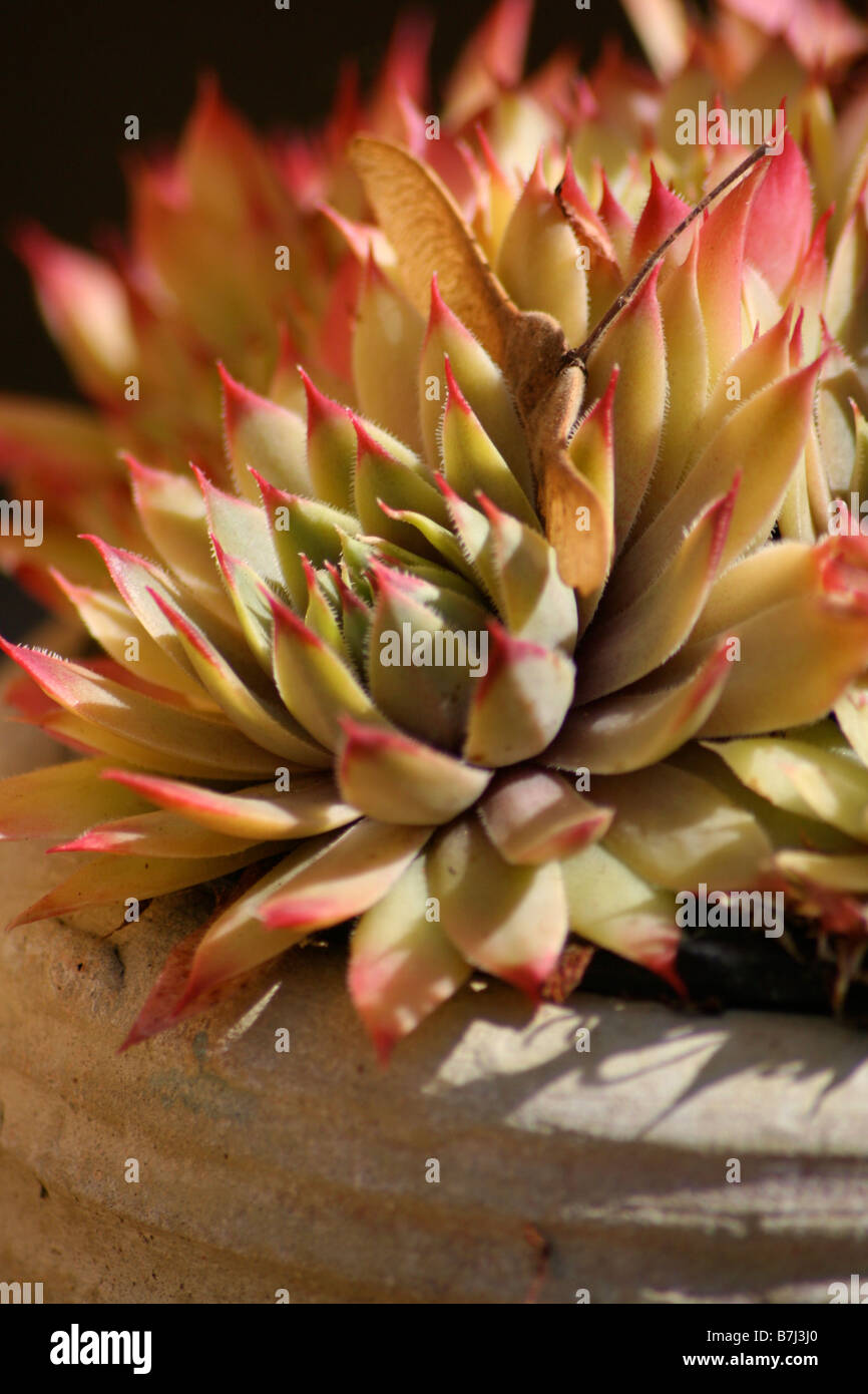 Pink-tipped yellow - green Sempervivum / Houseleek / Liveforever succulant Crasulaceae close-up Stock Photo