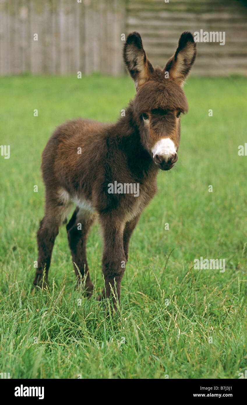 Dwarf donkey hires stock photography and images Alamy