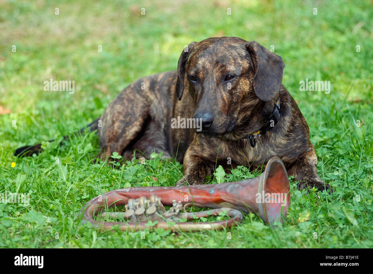 Funny trumpet hi-res stock photography and images - Alamy