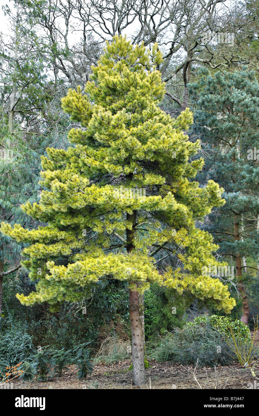 PINUS SYLVESTRIS AUREA GOLDEN SCOTS PINE AT RHS ROSEMOOR DEVON Stock Photo