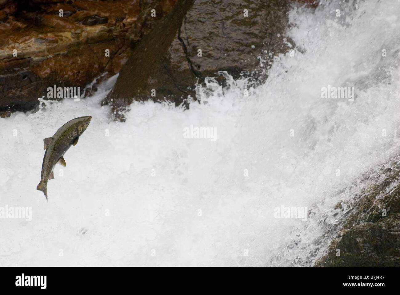 Stamp falls, Port Alberni. The end show the salmon on the salmon cam!