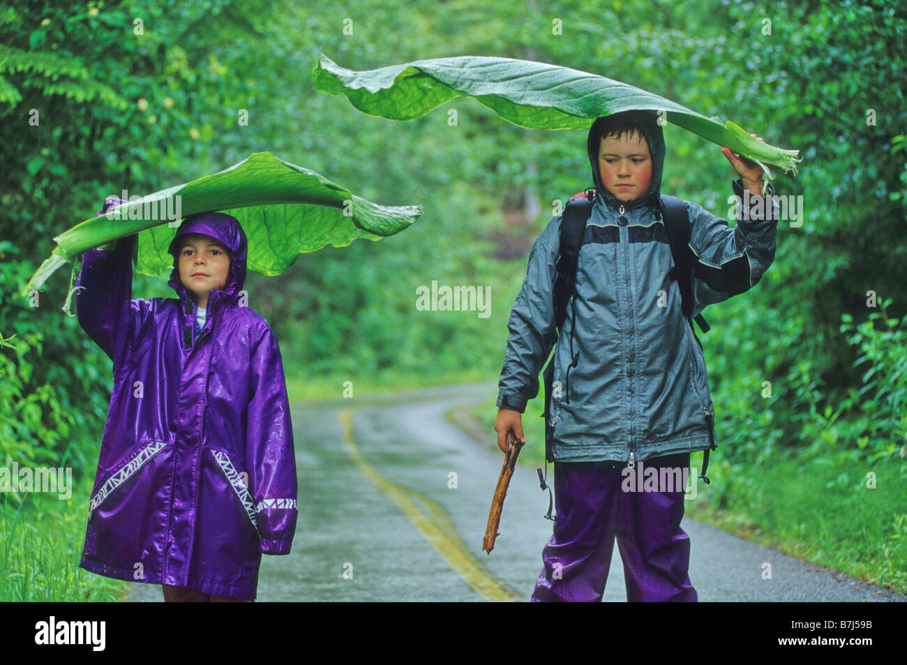 Boy, 7, and girl, 4, hold giant Skunk Cabbage leaves as umbrellas, Whistler, BC Canada Stock Photo