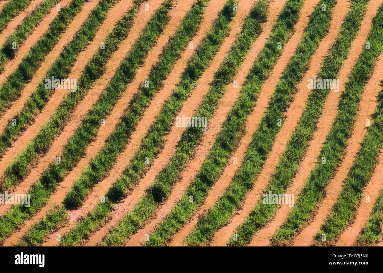 Rows of apple trees, Annapolis Valley, Nova Scotia Stock Photo Alamy