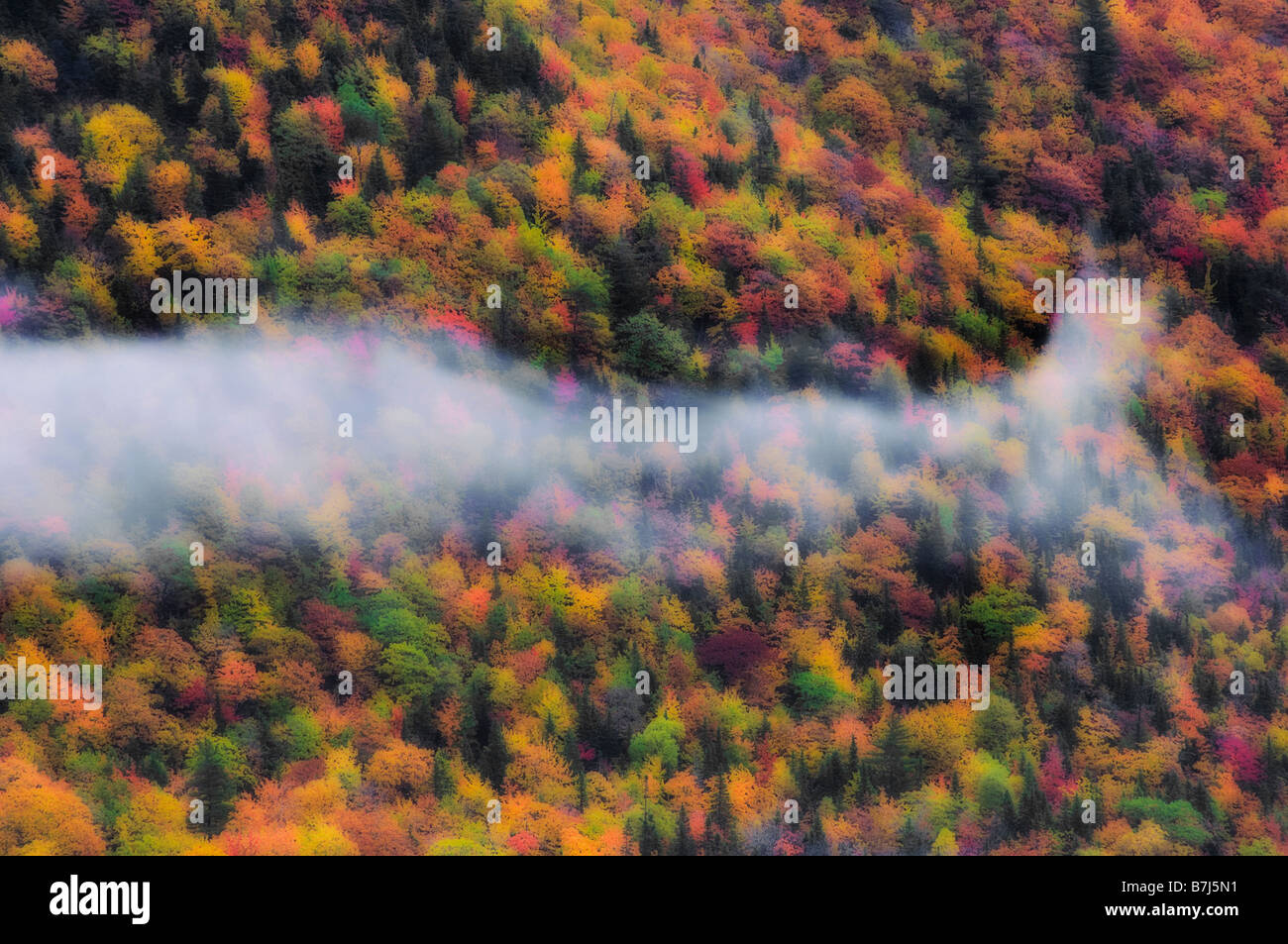 Early Morning Mist Floats Over Autumn Forest In Cape Breton Highlands