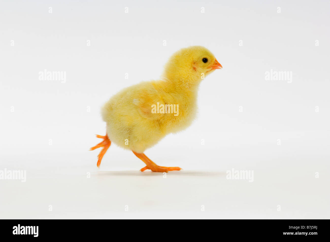 Images of chicken running hi-res stock photography and images - Alamy