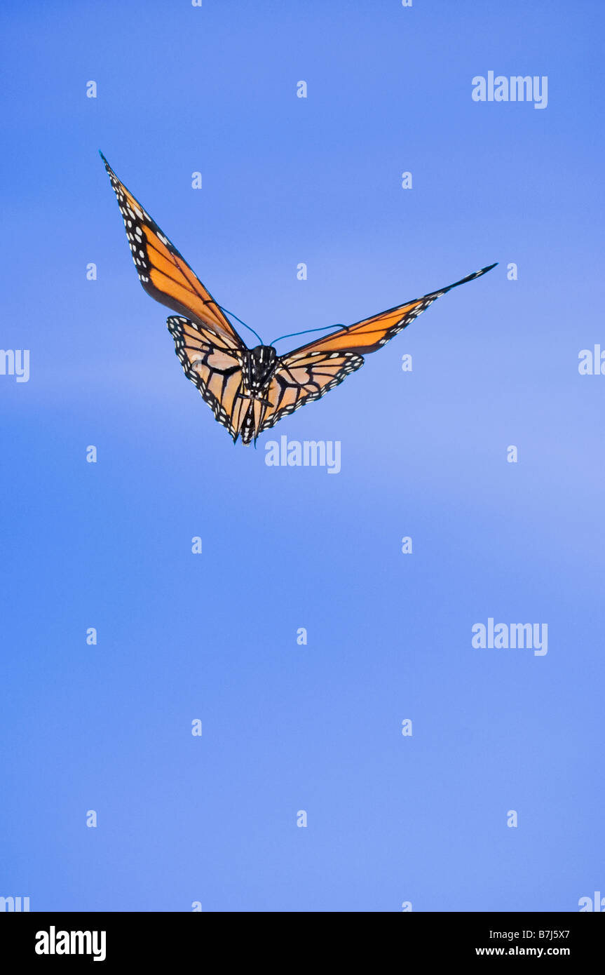 Monarch Butterfly in flight Stock Photo Alamy