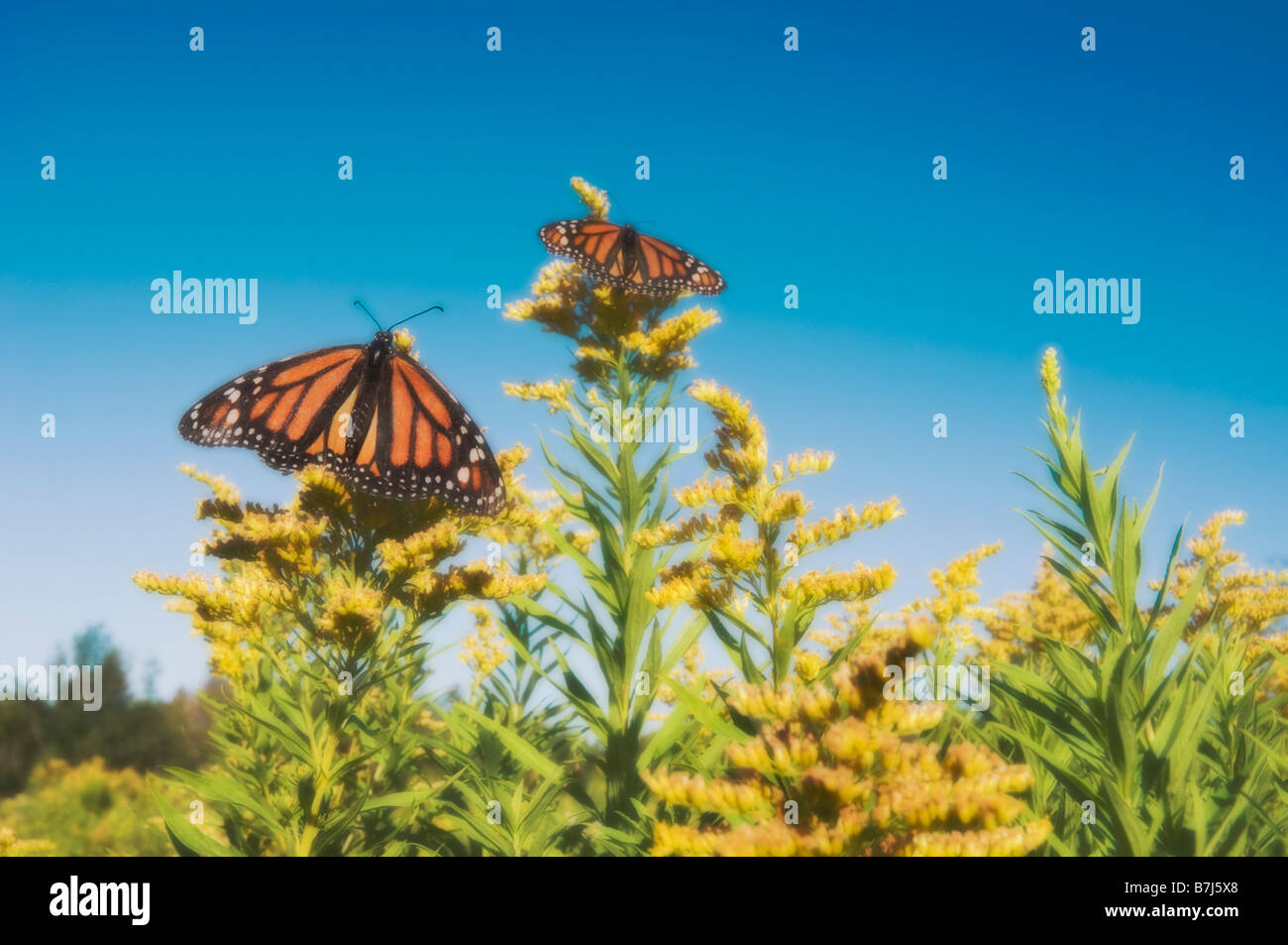 Monarch Butterflies on goldenrod. Dartmouth, Nova Scotia Stock Photo