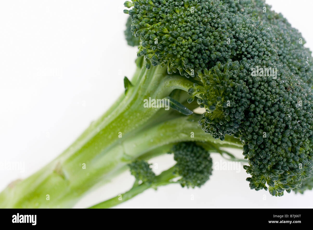What Is A Bunch Of Broccoli Called