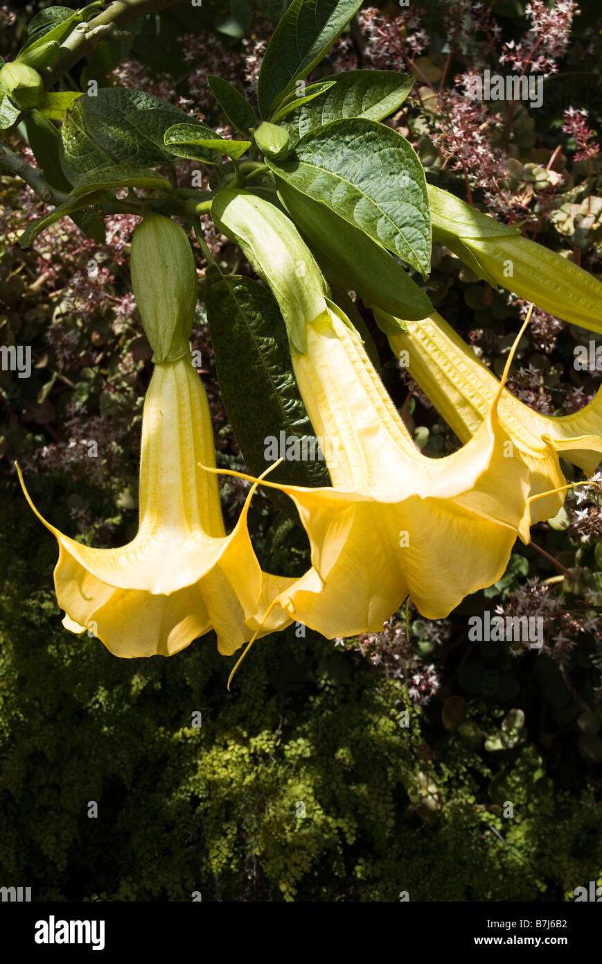 dh Monte Palace Tropical Garden MONTE MADEIRA Angels trumpet flowers plant tree bush Stock Photo