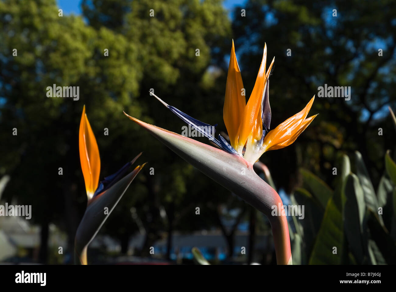 dh  FLOWERS MADEIRA Birds of paradise flowers close up of heads Stock Photo