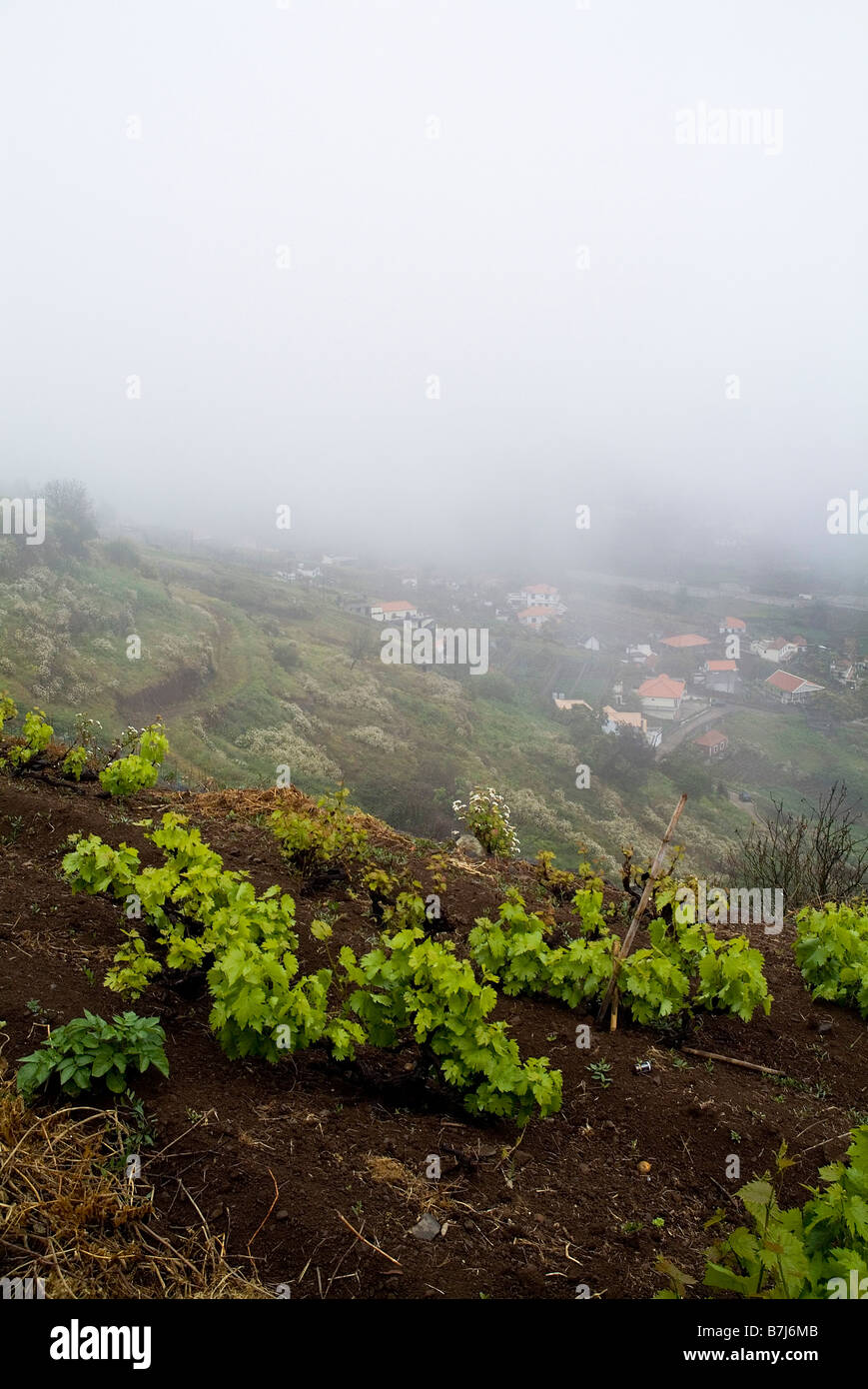 dh  LEVADA MADEIRA Grape vines growing in field misty hillside grapevines hill slope wine grapes vine vineyard fields Stock Photo