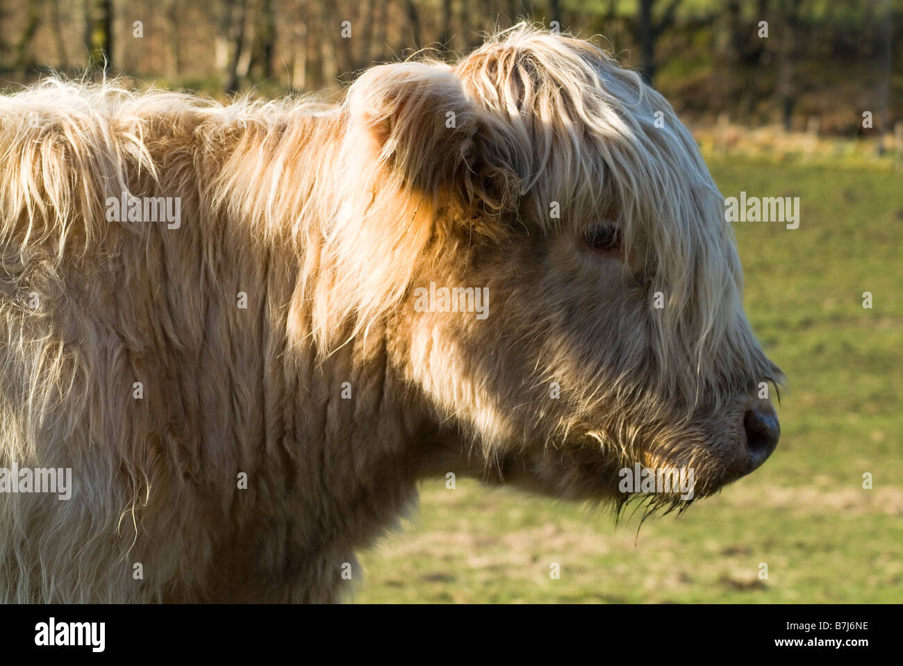 dh Highland cow COW UK Shaggy haired Highland cow hornless close up face scottish hairy head profile animal scotland Stock Photo