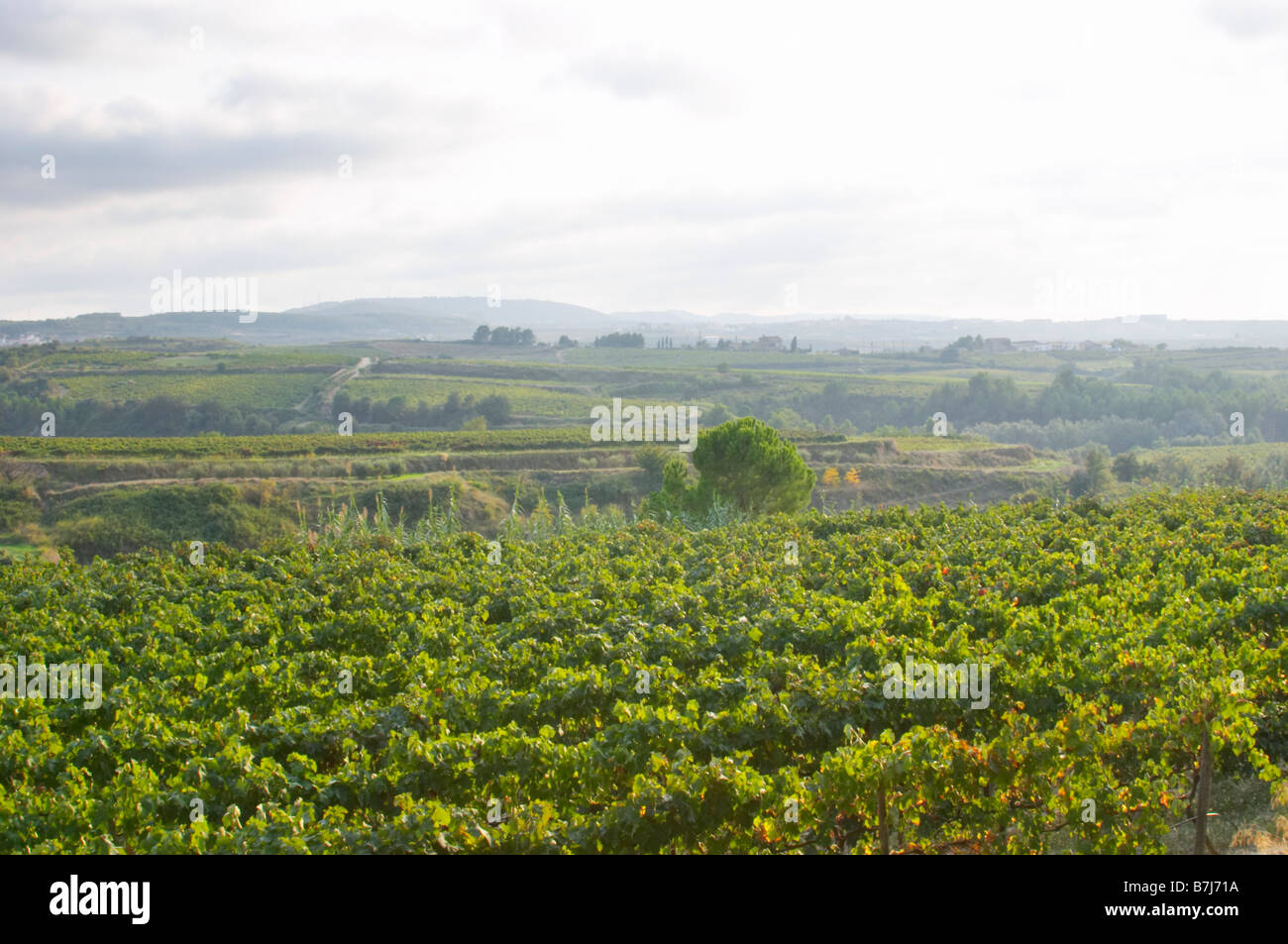 Tempranillo vines in the vineyard. Albet i Noya. Penedes Catalonia Spain Stock Photo