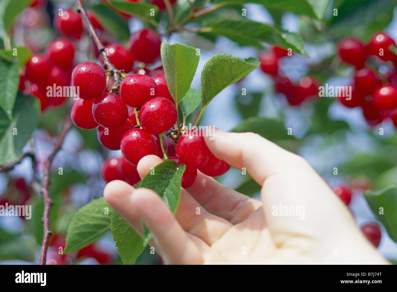 Hand picking cherries from a tree, Ontario Stock Photo Alamy