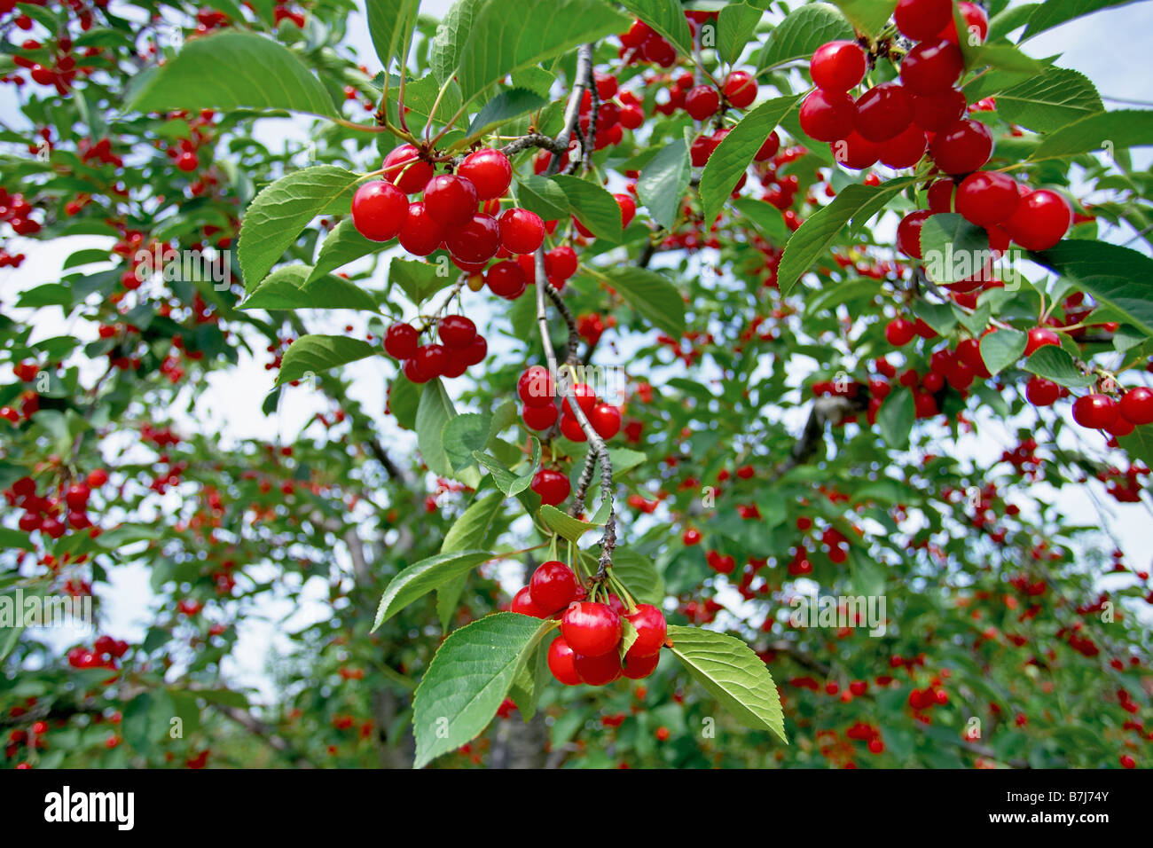 Leaves, branches, and fruit of a cherry tree, Ontario Stock Photo Alamy