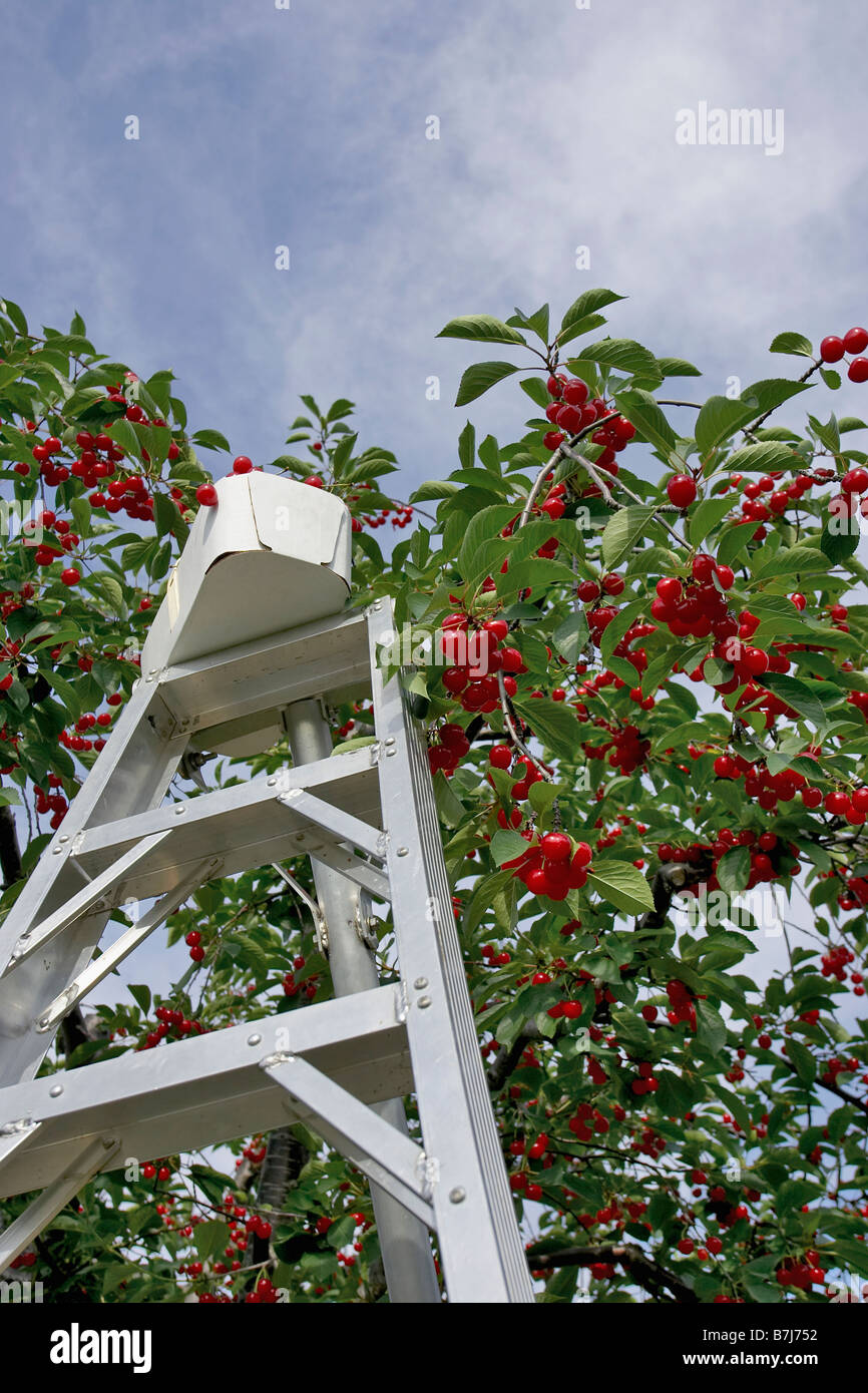 Ladder leaned on a tree hi-res stock photography and images - Alamy