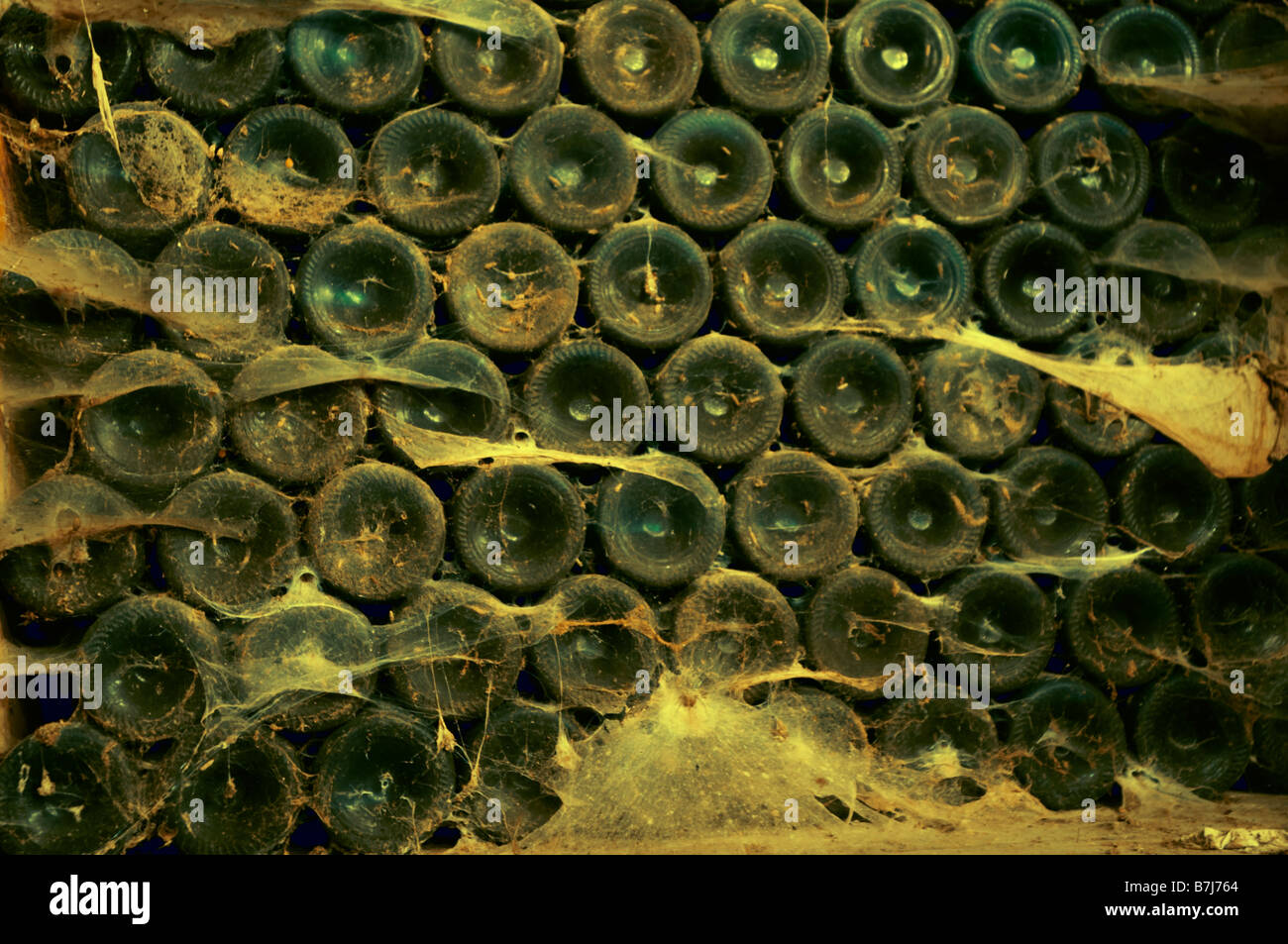 The wine library cellar with old dusty cobweb bottles. Bottles aging in