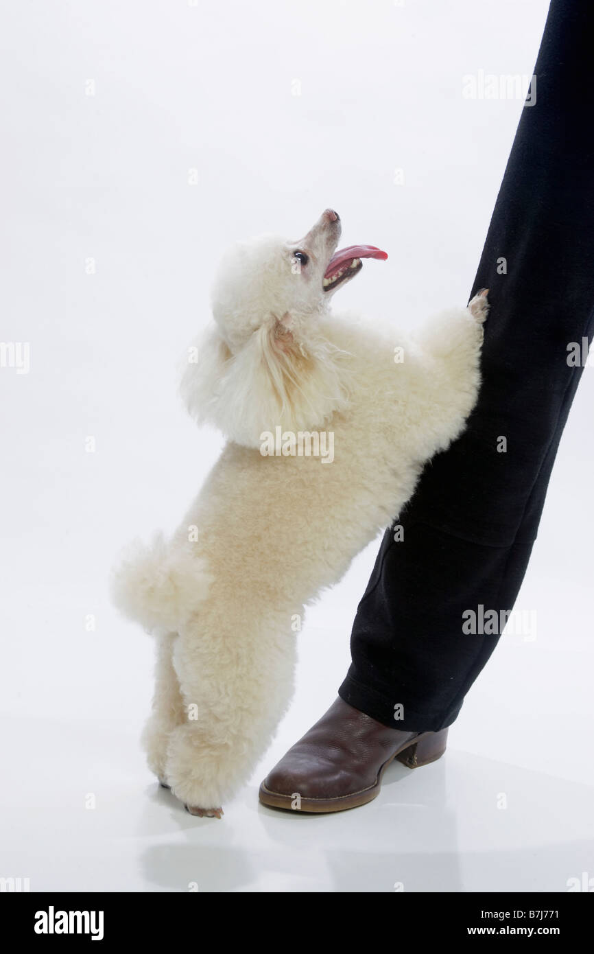 Standard poodle standing against leg of person Stock Photo Alamy