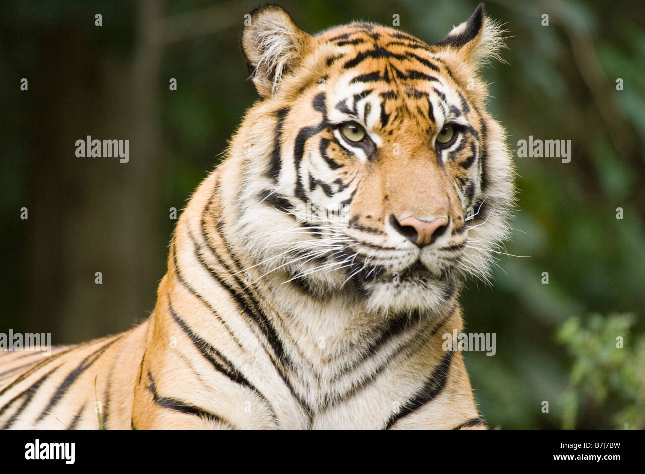 Siberian Tiger at Toronto Zoo, Toronto, Ontario, Canada. Stock Photo