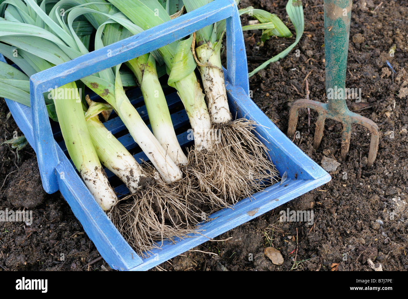 Freshly dug home grown leeks Musselburgh on garden plot in blue wooden trug January Stock Photo