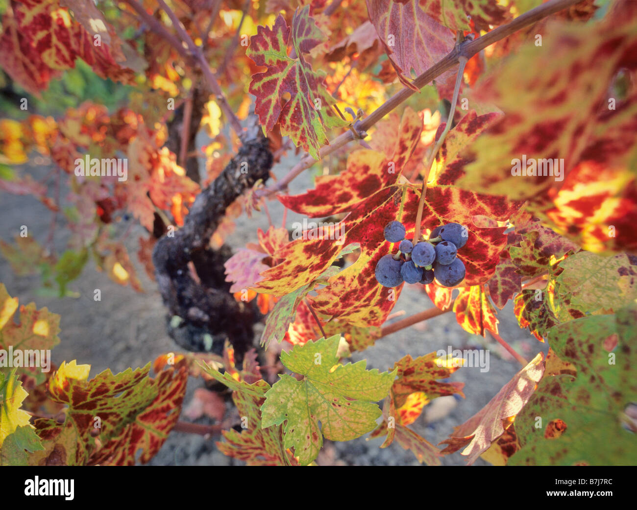 Old butrytis-infected grapevine with red grapes, Napa Valley, California Stock Photo