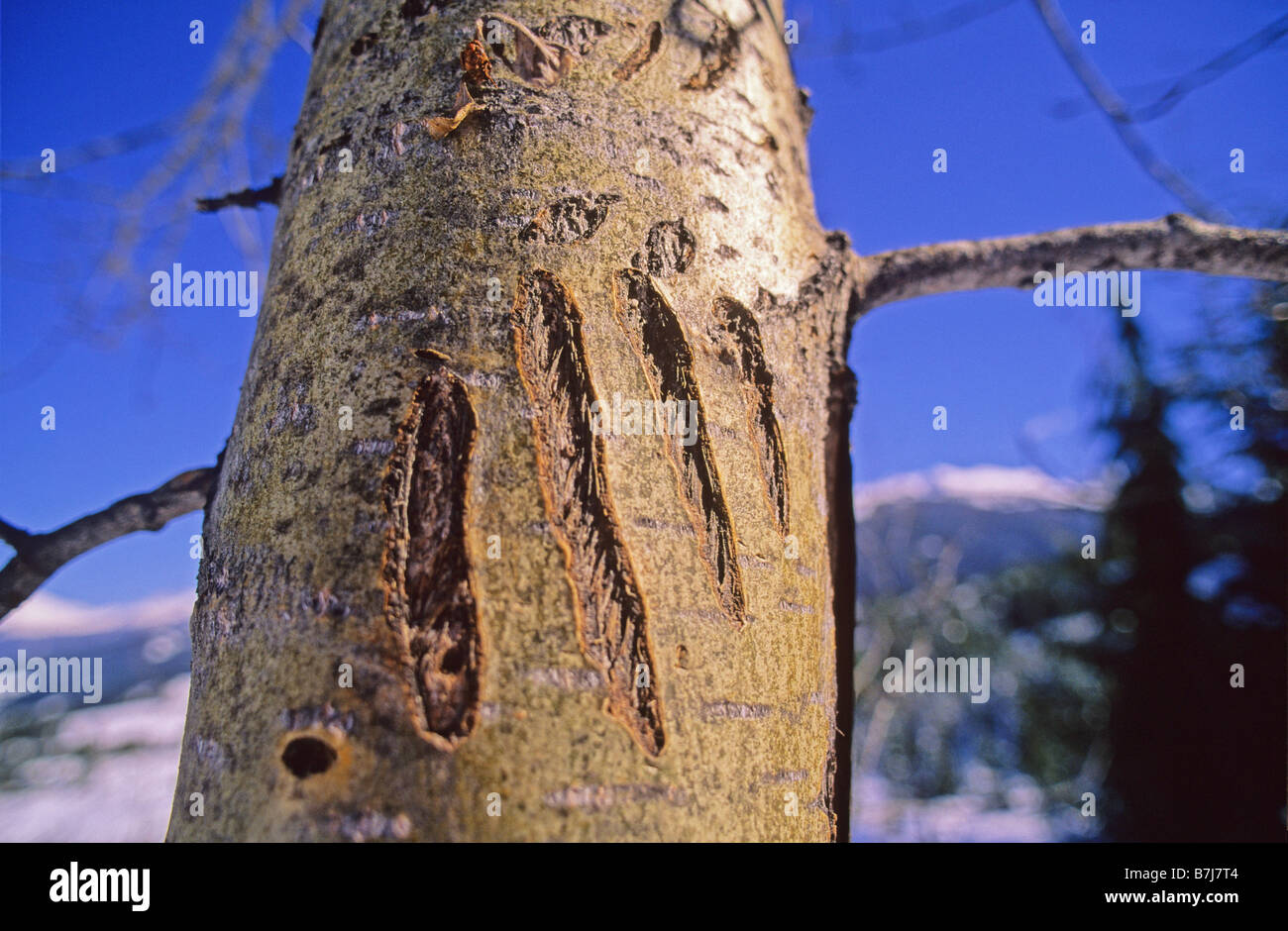 Scratch marks on the barks of trees hires stock photography and images