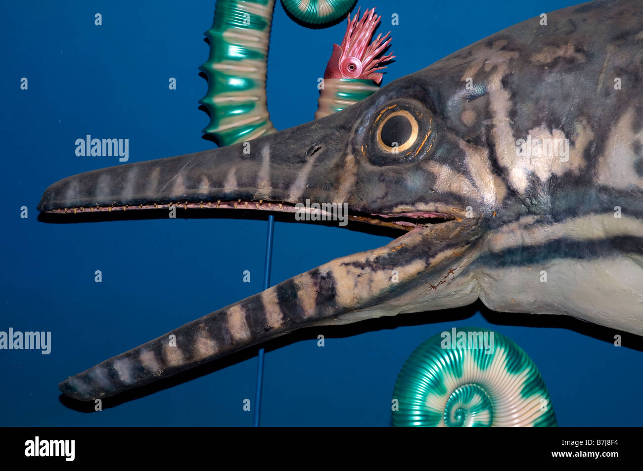 Ophthalmosaurus, at Dinosaur Isle, Sandown, Isle of Wight, England, UK