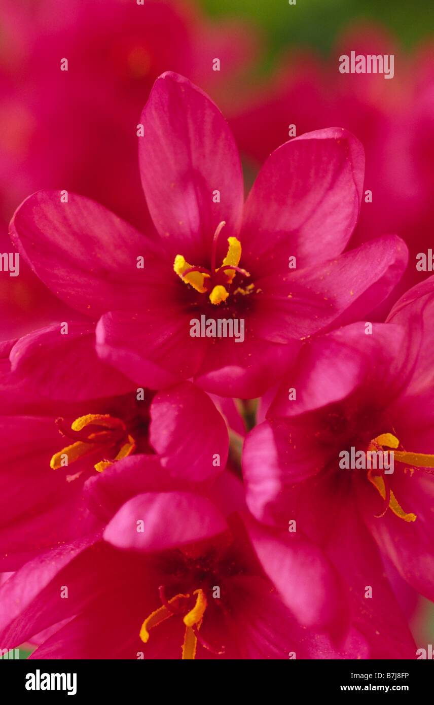 Ixia 'Castor' (Corn lily Stock Photo Alamy