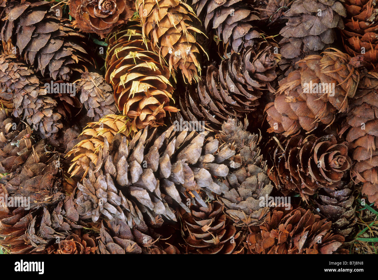 Douglas Fir cones gathered in pile, Whistler, BC Stock Photo Alamy