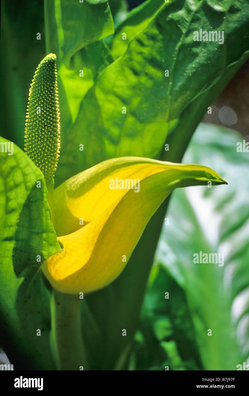 Skunk Cabbage blooms in March, Whistler, BC Stock Photo