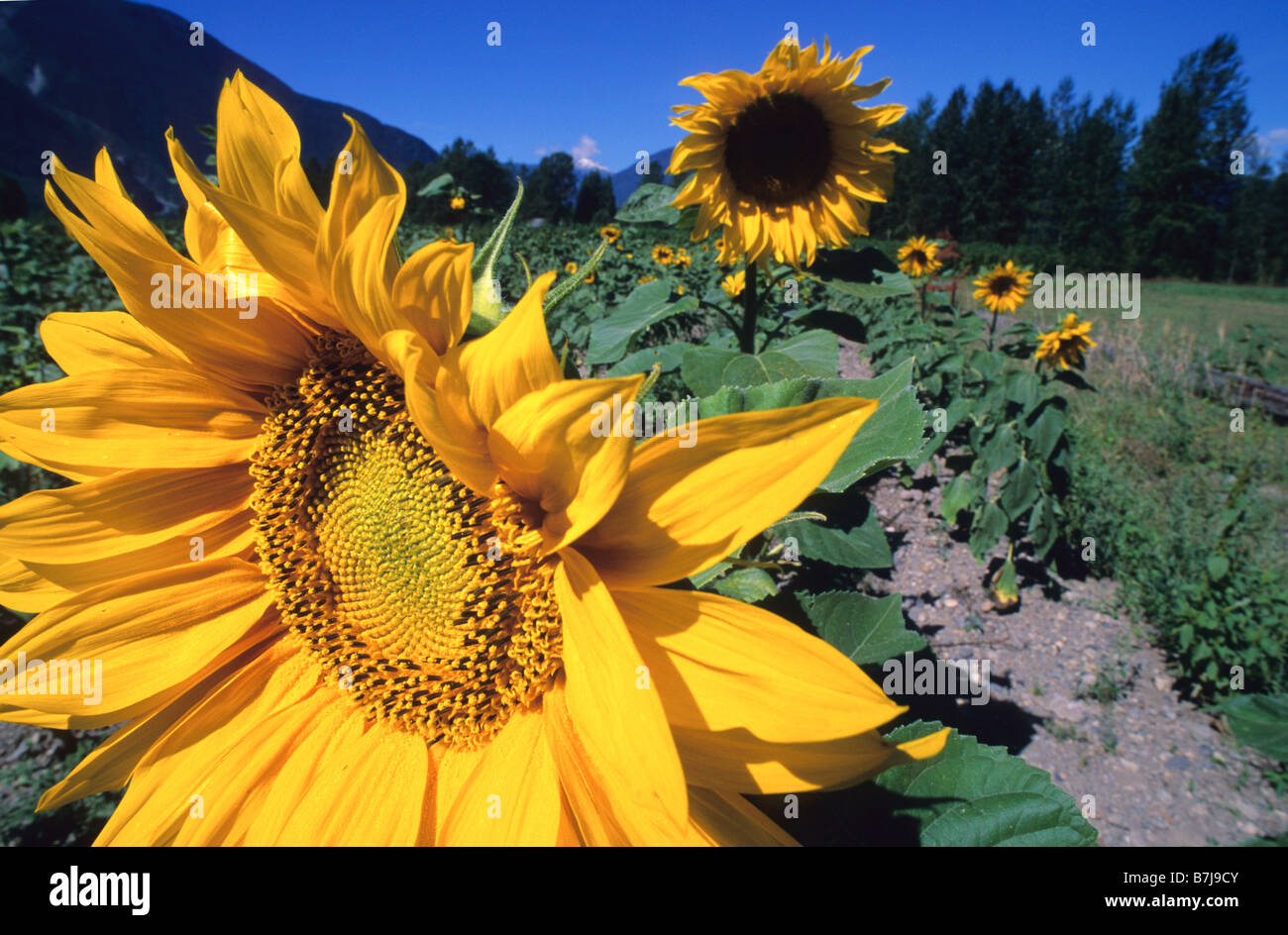 Sunflower blooms in field, Pemberton, BC Stock Photo Alamy