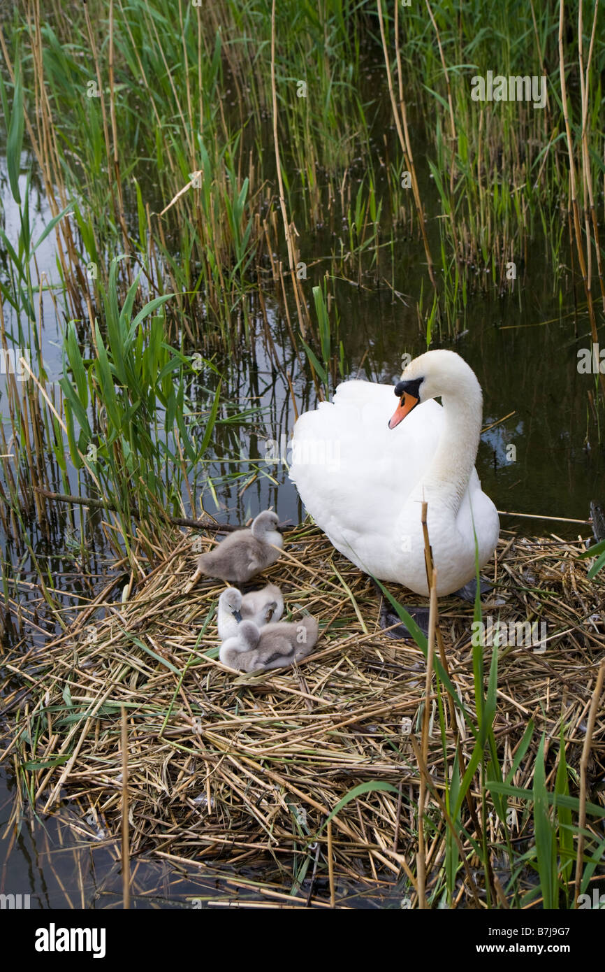 A swan and on their nest in the millpond of Houghton Mill on