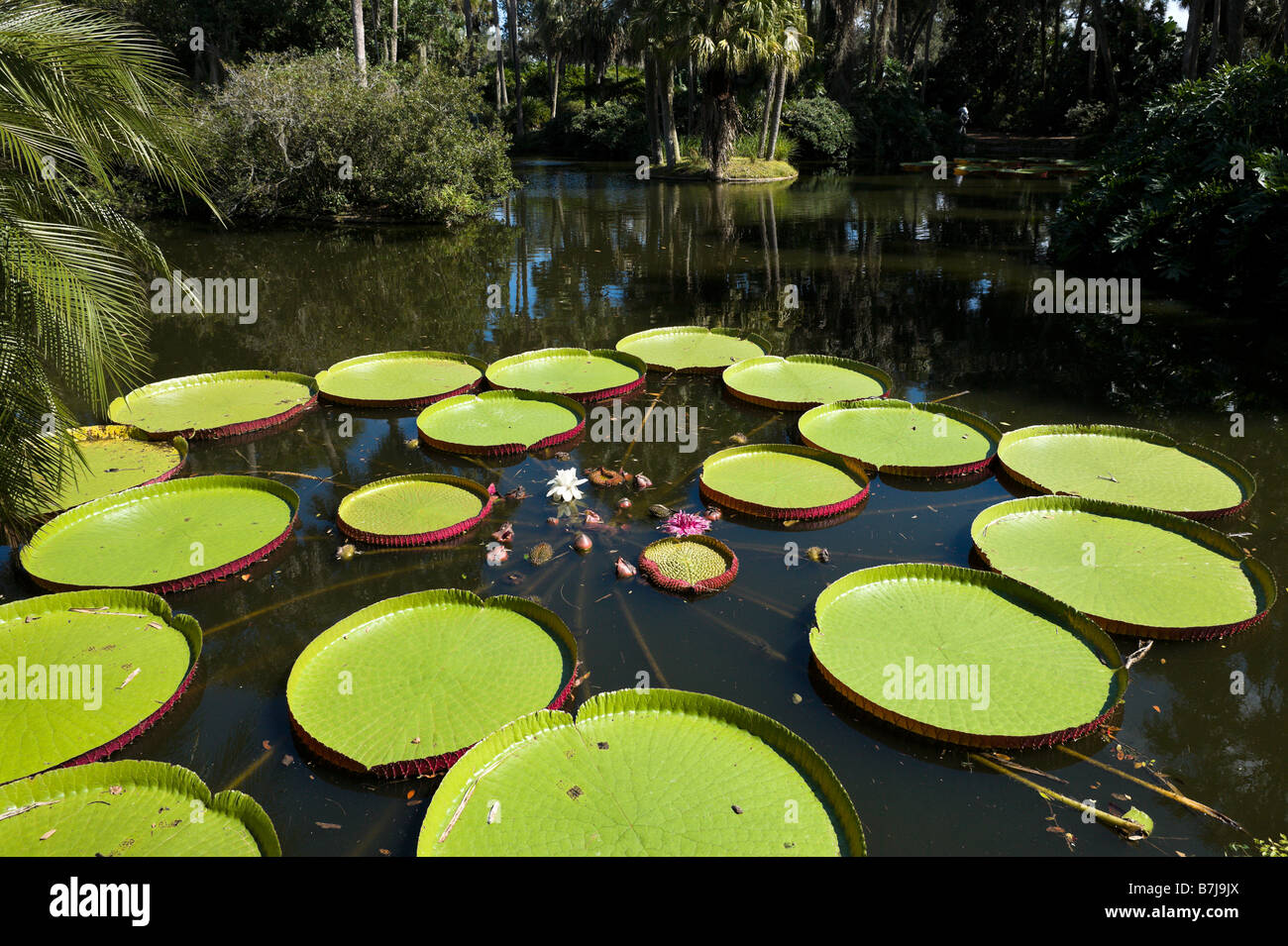 Victoria water lily hires stock photography and images Alamy